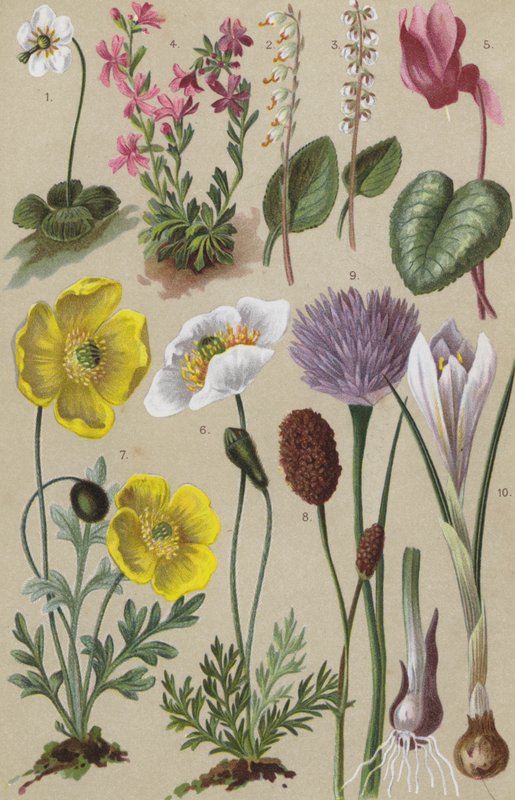 Alpine flora by European School