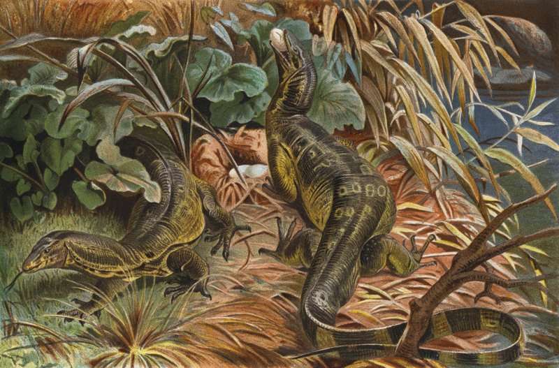 Monitor Lizard by European School