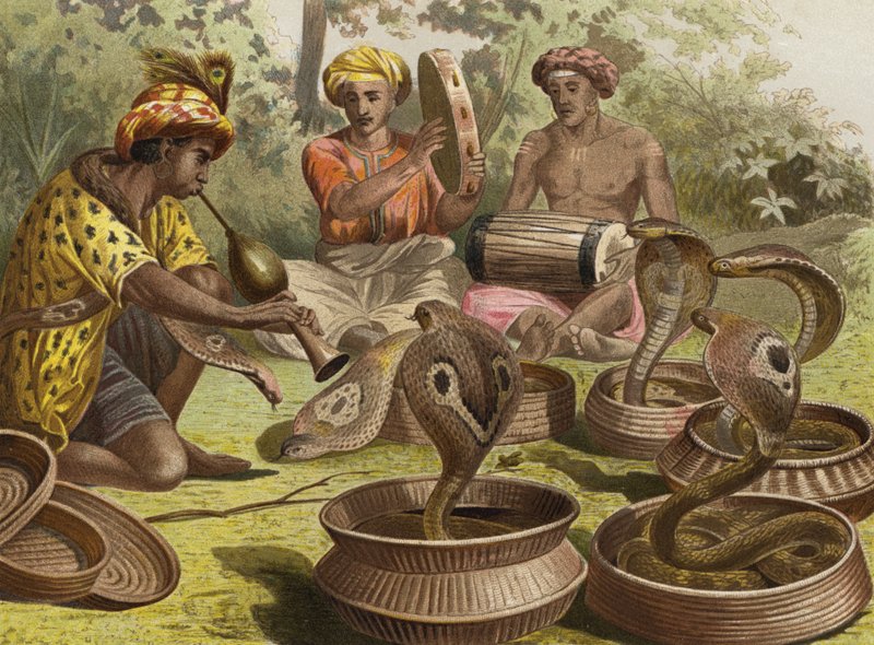 Cobra by European School