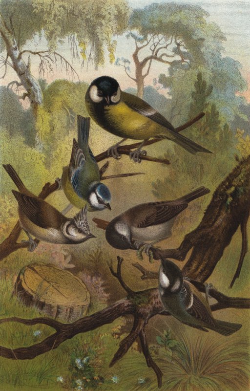 German Tits by European School