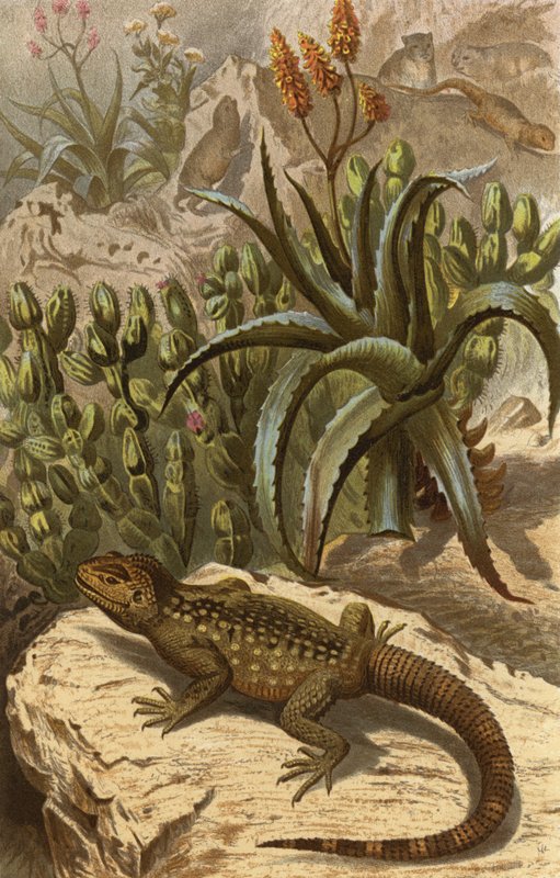 Thorny Lizard by European School