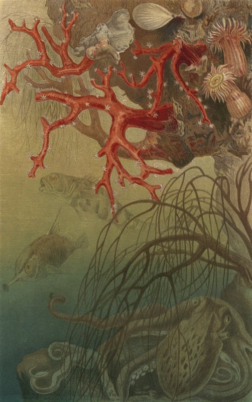 Precious Coral by European School