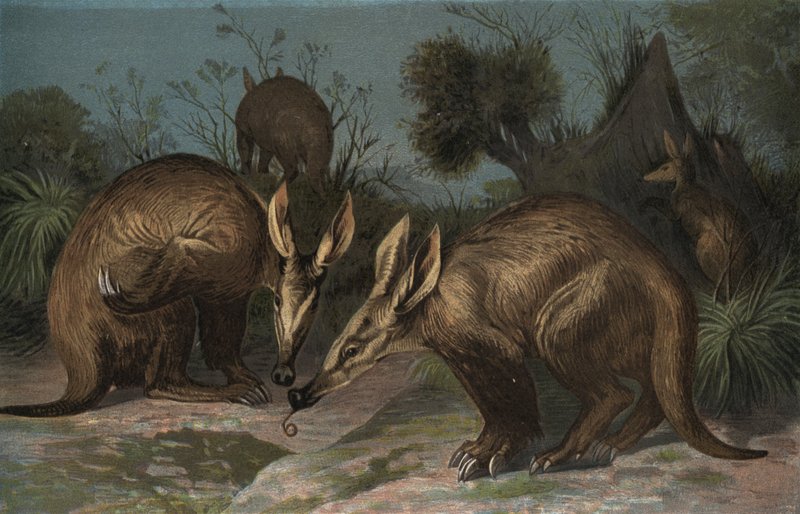 Aardvark by European School