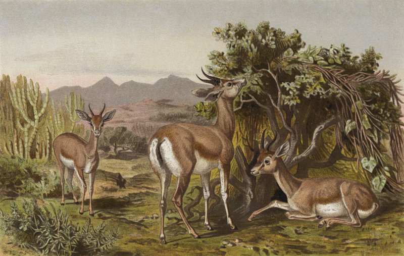 Gazelle by European School