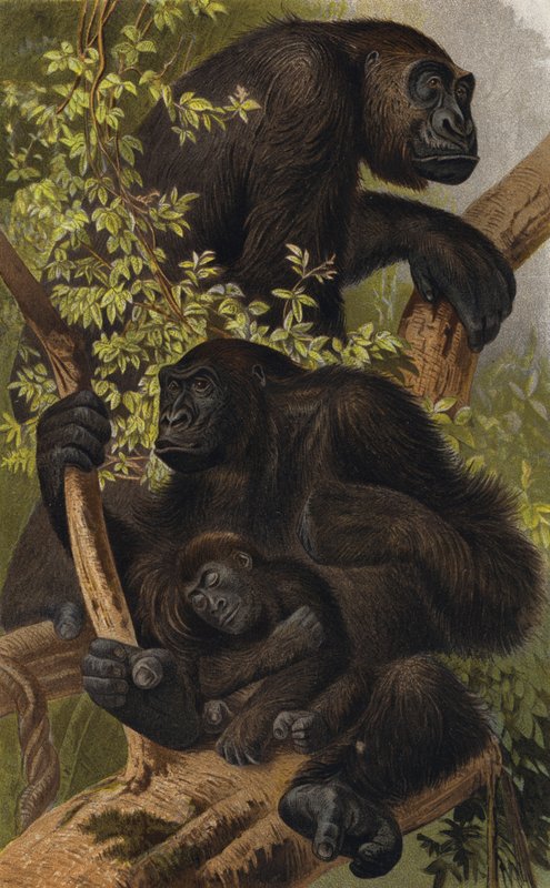 Gorilla by European School