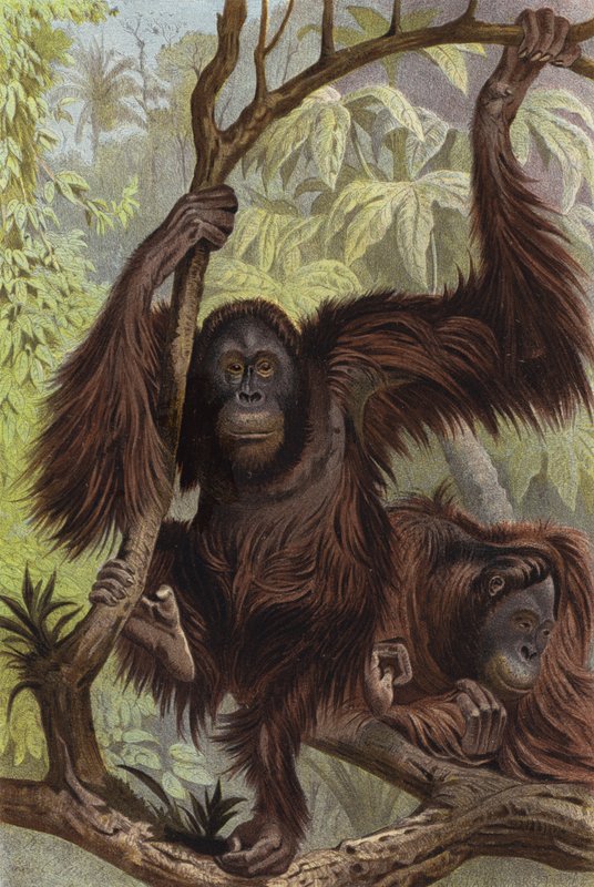 Orangutan by European School