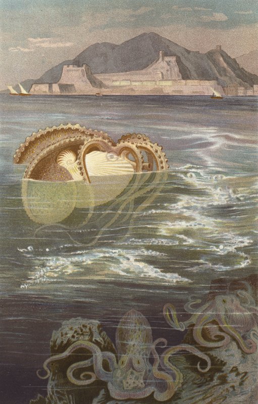 Paper Nautilus by European School