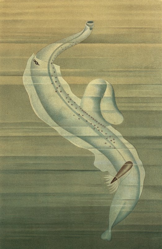 Pterotrachea by European School