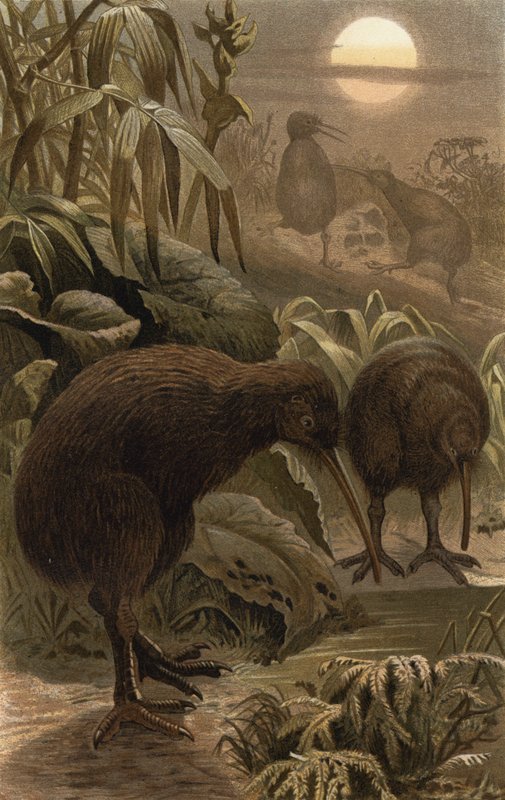 Snipe Ostrich by European School