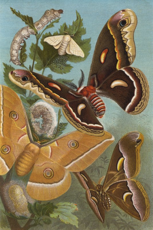 Silkworm by European School