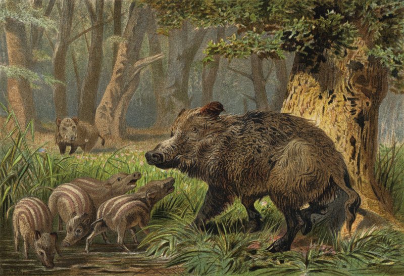 Wild Boar by European School