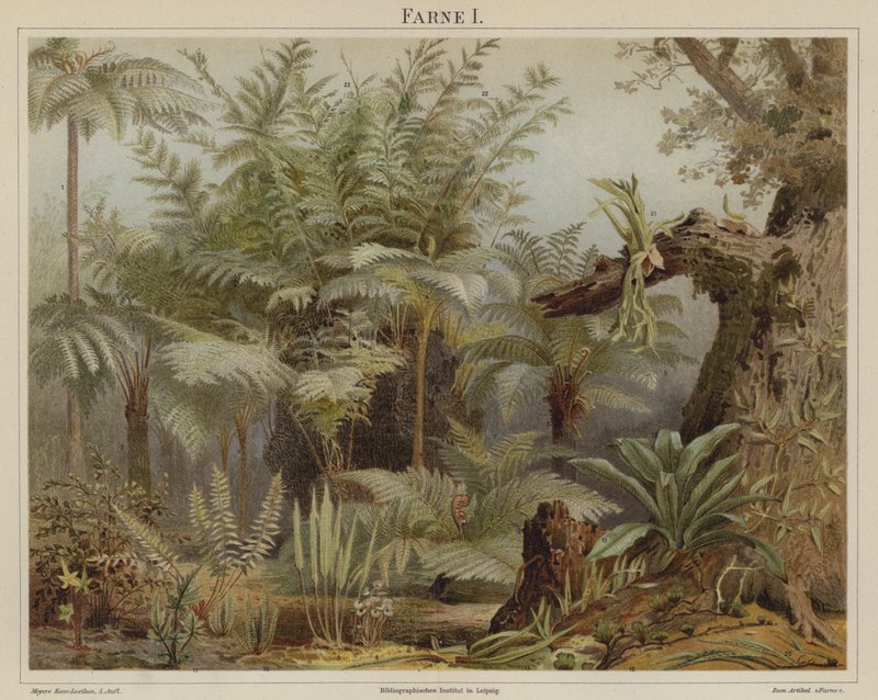 Ferns by German School