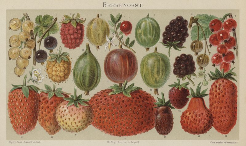 Soft Fruit by German School