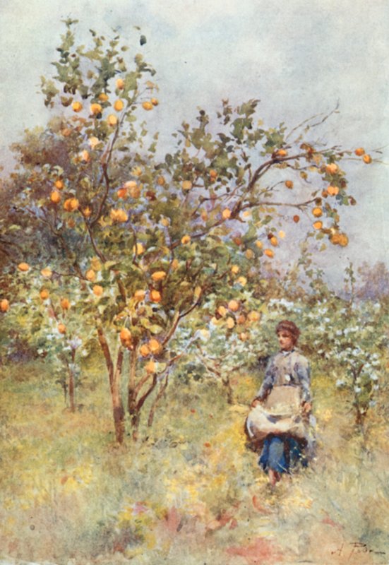 Lemon-Trees: Spring by Alberto Pisa