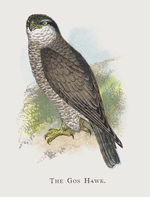The Goshawk by Alexander Francis Lydon