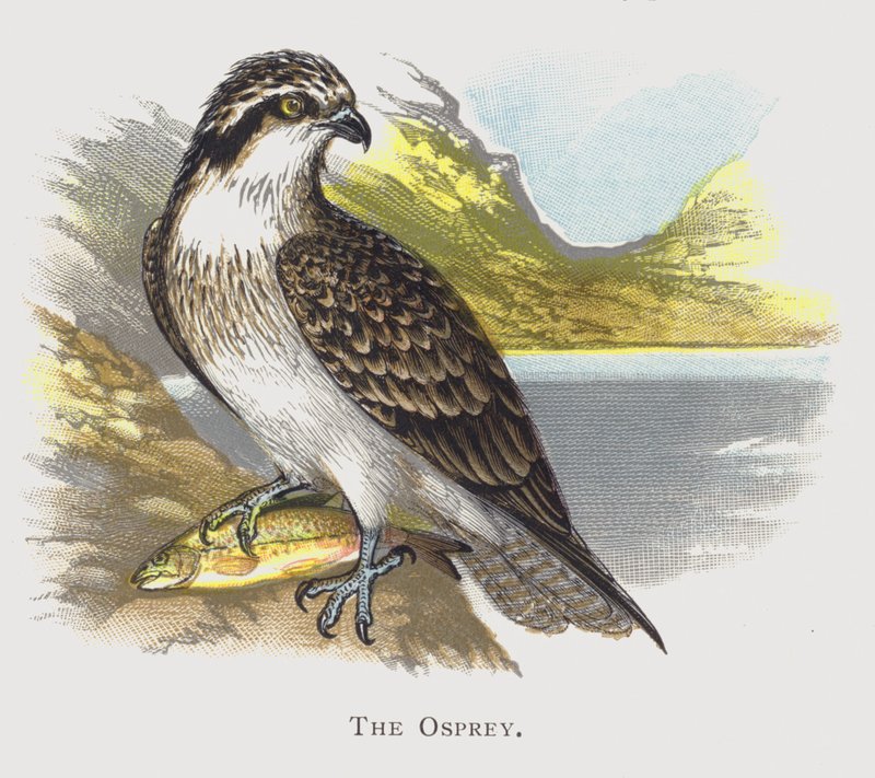 The Osprey by Alexander Francis Lydon