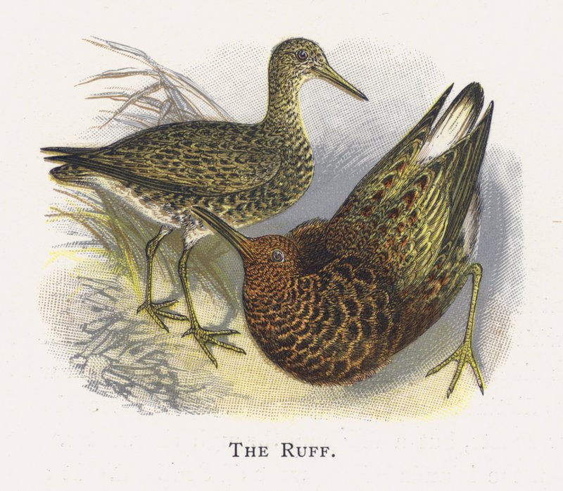 The Ruff by Alexander Francis Lydon