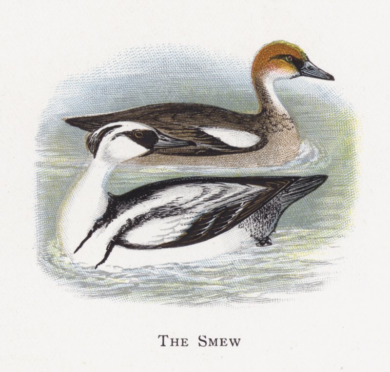The Smew by Alexander Francis Lydon