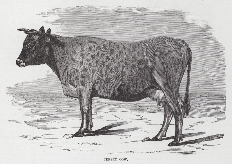 Jersey Cow by American School