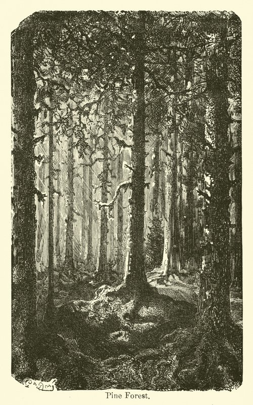 Pine Forest by American School