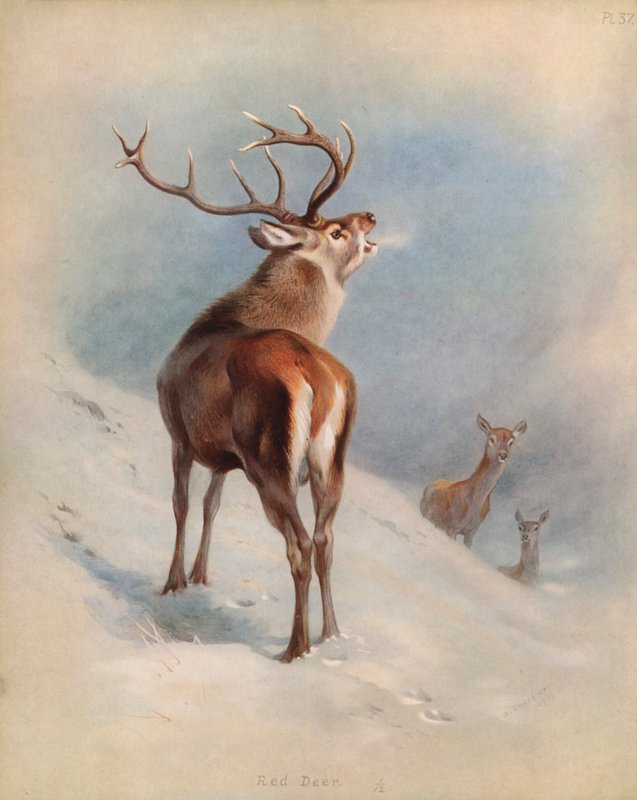 Red Deer by Archibald Thorburn
