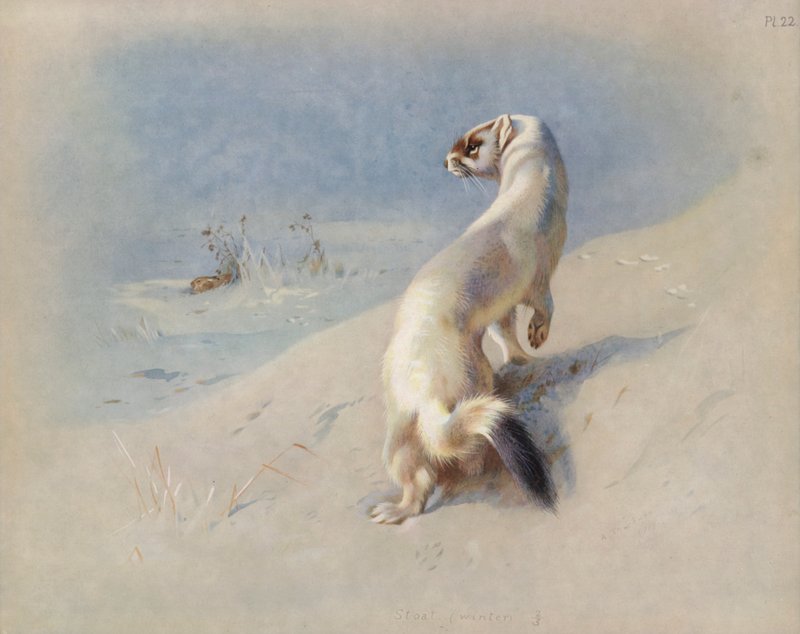 Stoat (winter) by Archibald Thorburn