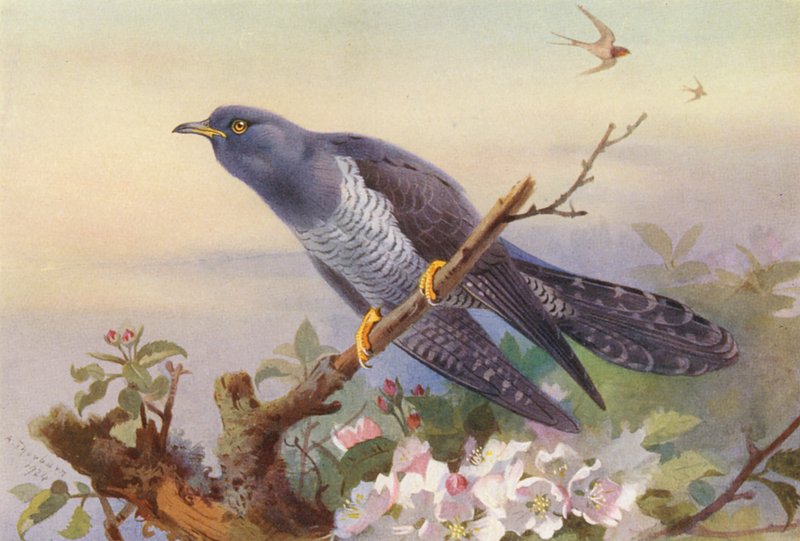 Cuckoo by Archibald Thorburn
