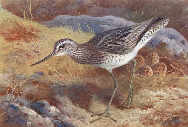 Greenshank by Archibald Thorburn