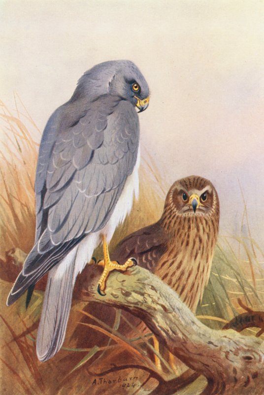 Hen-Harrier by Archibald Thorburn