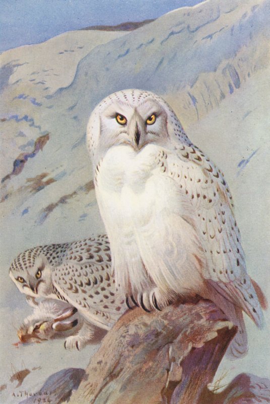 Snowy Owl by Archibald Thorburn