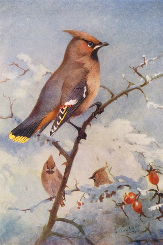 Waxwing by Archibald Thorburn