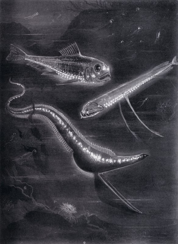 Self-Luminant Fishes by Arthur Twidle
