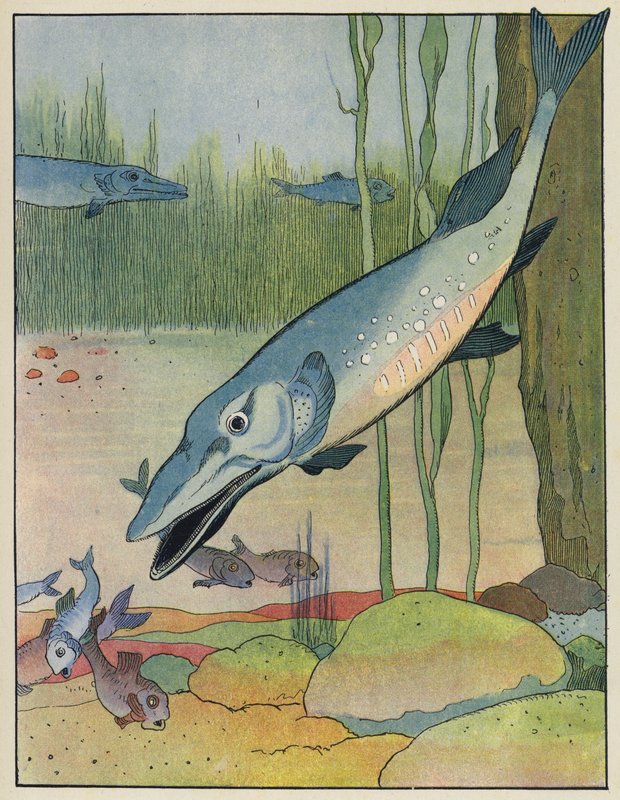 Fish by Benjamin Rabier