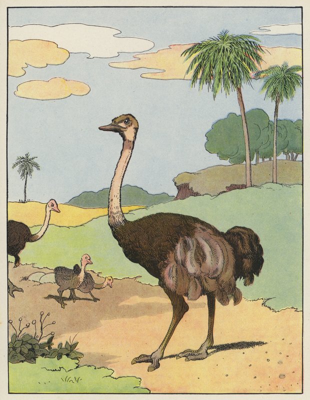 Ostrich by Benjamin Rabier