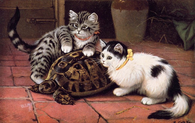 Cat Postcard by Bernard Cobbe
