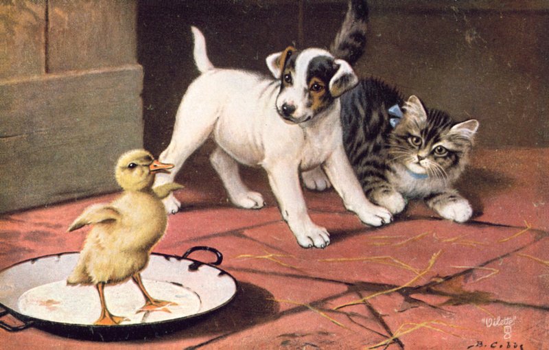 Cat postcard by Bernard Cobbe