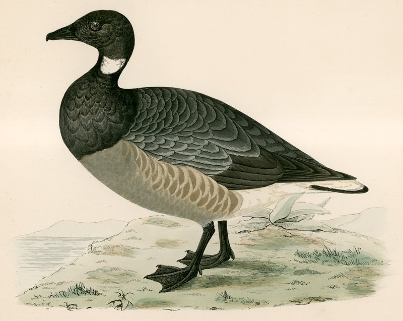Brent Goose by Beverley R. Morris