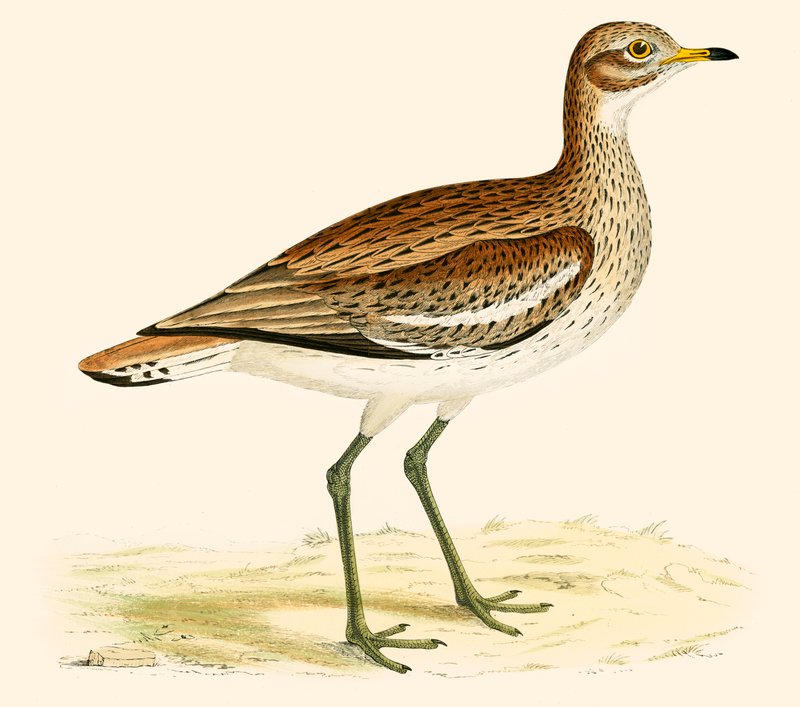 Great Plover by Beverley R. Morris