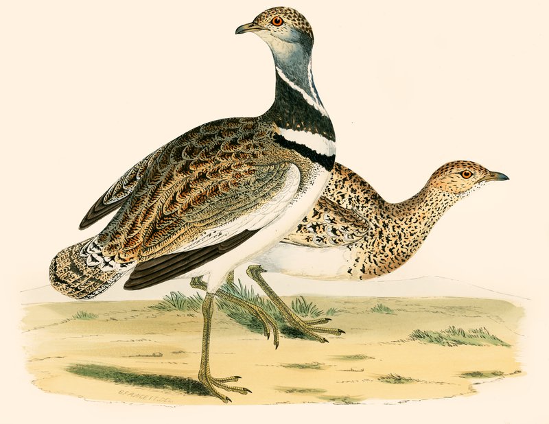 Little Bustard by Beverley R. Morris