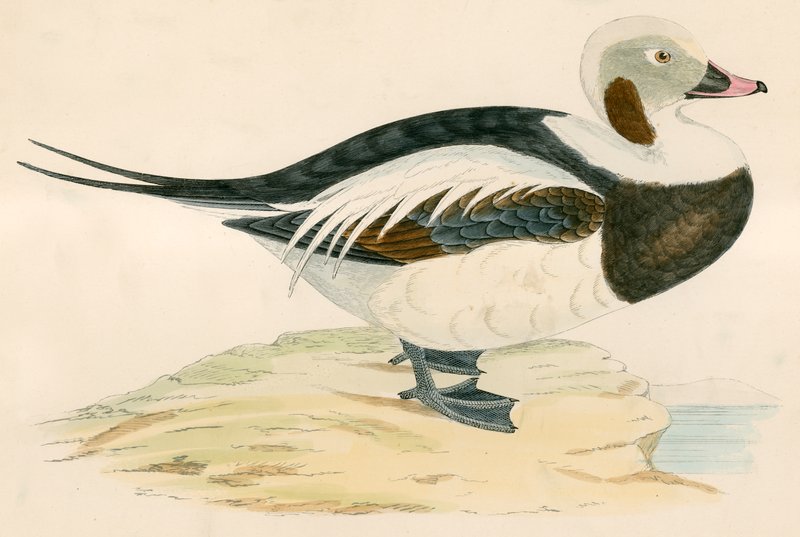 Long Tailed Duck by Beverley R. Morris