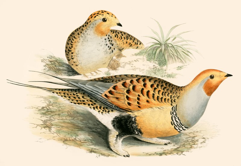 Sand Grouse by Beverley R. Morris