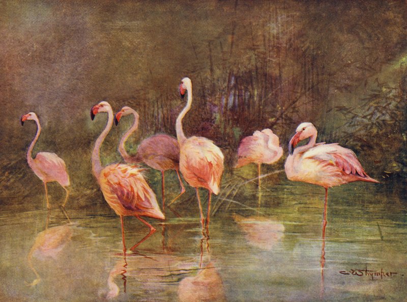Flamingos by Charles (after) Whymper