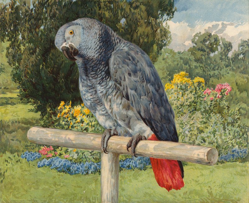 Grey Parrot by Charles Collins