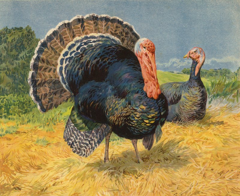 Turkeys by Charles Collins