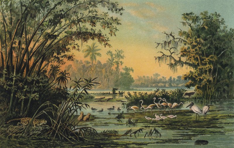 Wildlife on the middle Orinoco, Venezuela by Christian Anton Goering