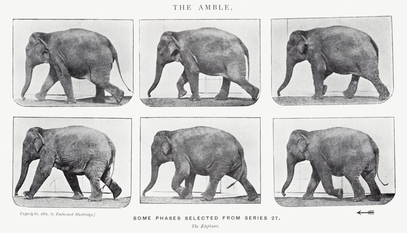 The Amble by Eadweard Muybridge