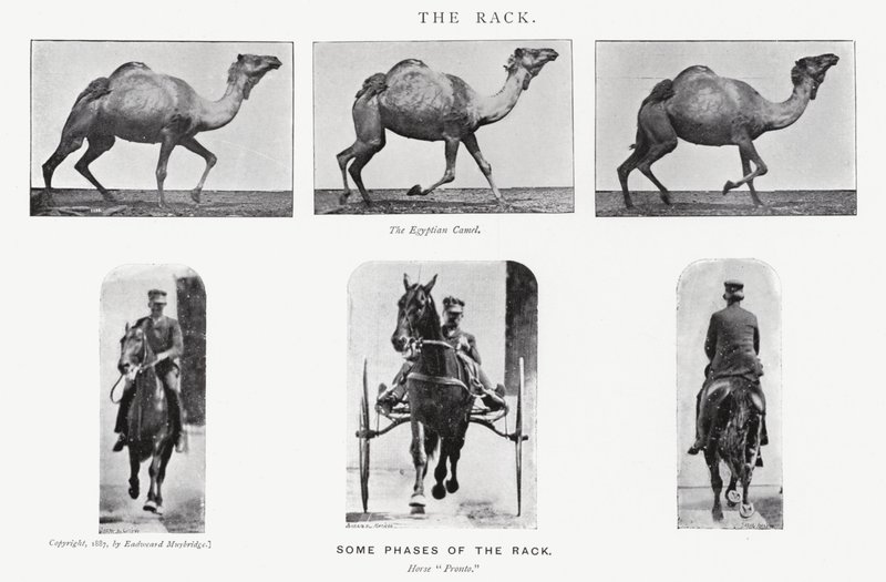 The Rack by Eadweard Muybridge