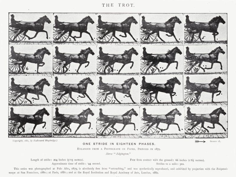 The Trot by Eadweard Muybridge