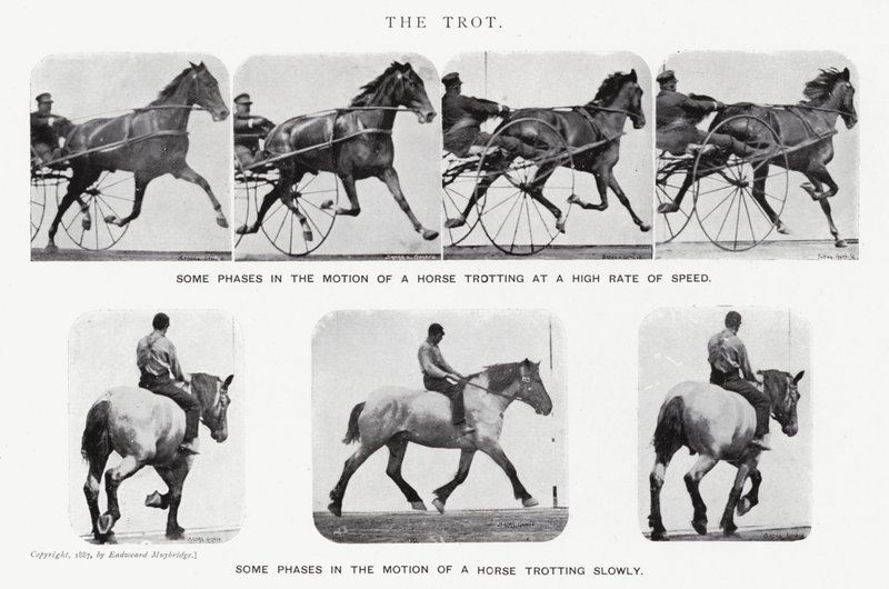 The Trot by Eadweard Muybridge