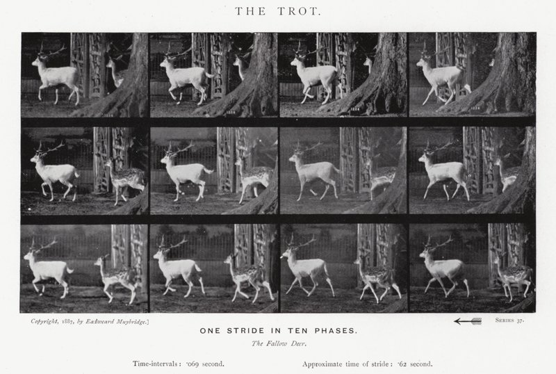 The Trot by Eadweard Muybridge
